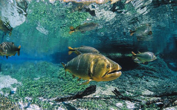 Durante a Flutuação no Rio da Prata é possível ver diversas espécies de peixes