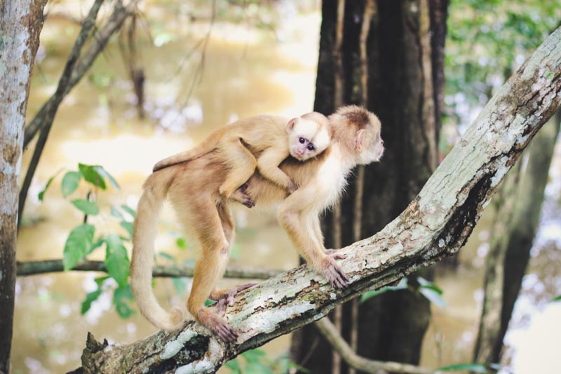 Macaco solto na natureza no Parque Ecológico do Janauari, arredores de Manaus