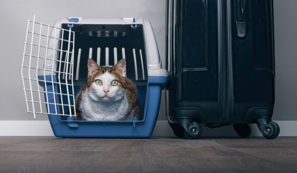 Além dos documentos para viagem internacional, animais de estimação precisam de caixa de transporte apropriada