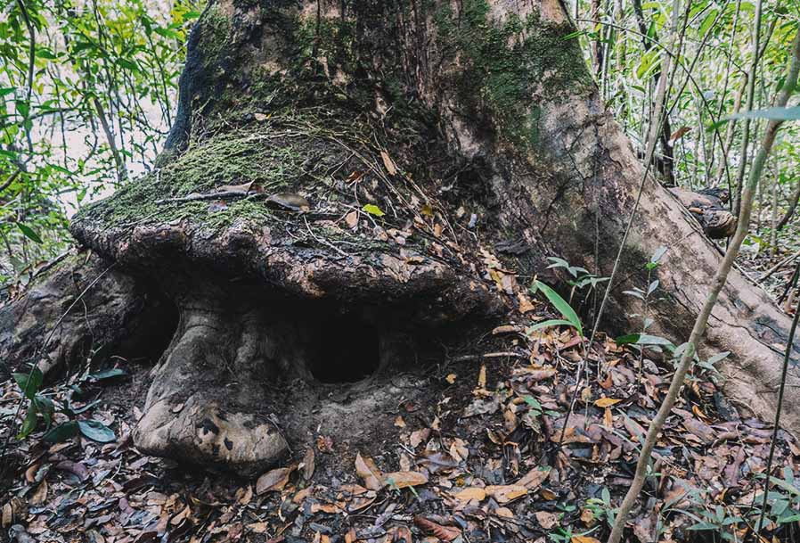 Senhor da Mata, Parque Nacional do Jaú
