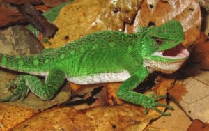 Iguana, espécie que habita o Parque Nacional de Pacaás Novos, em Rondônia