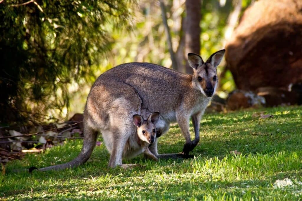 Cangurus são como um símbolo da Austrália