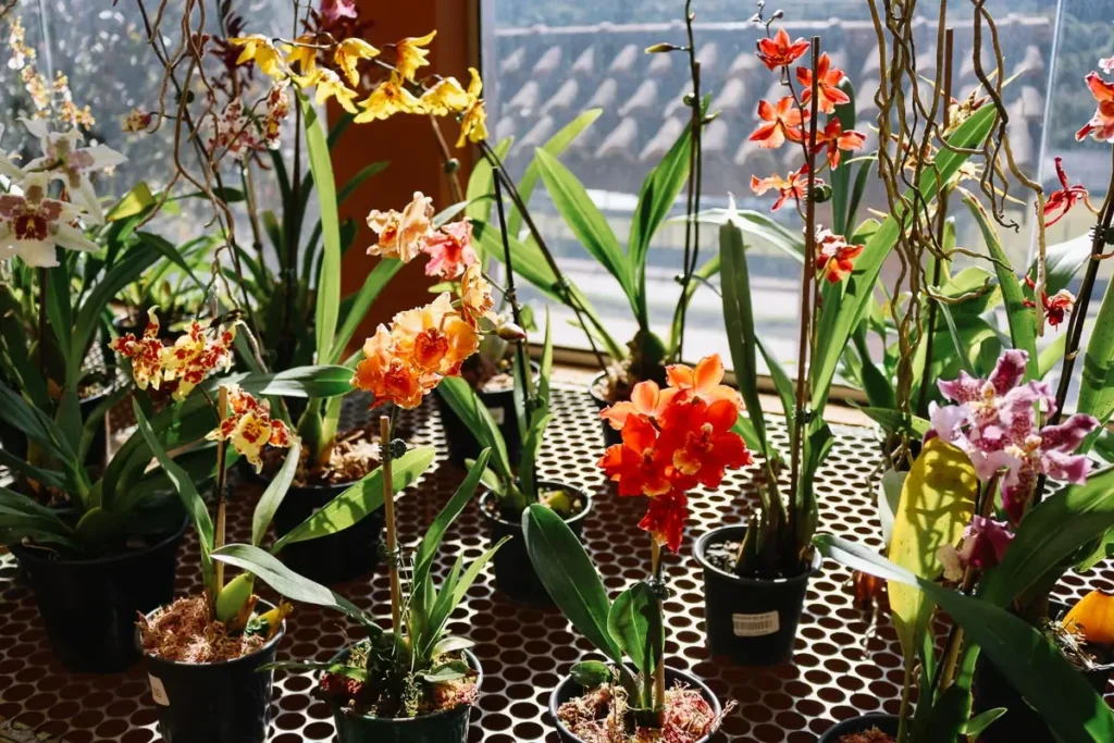 O Orquidário MV é uma opção para quem procura o que fazer em Monte Verde de graça