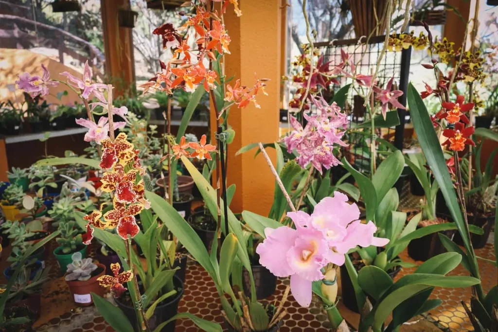 Orquidário MV