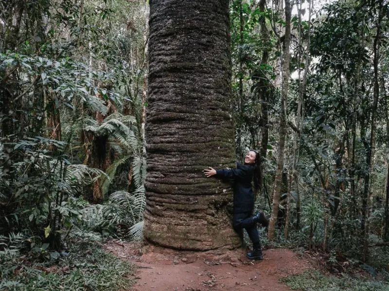 Abraço em árvore centenária em Monte Verde