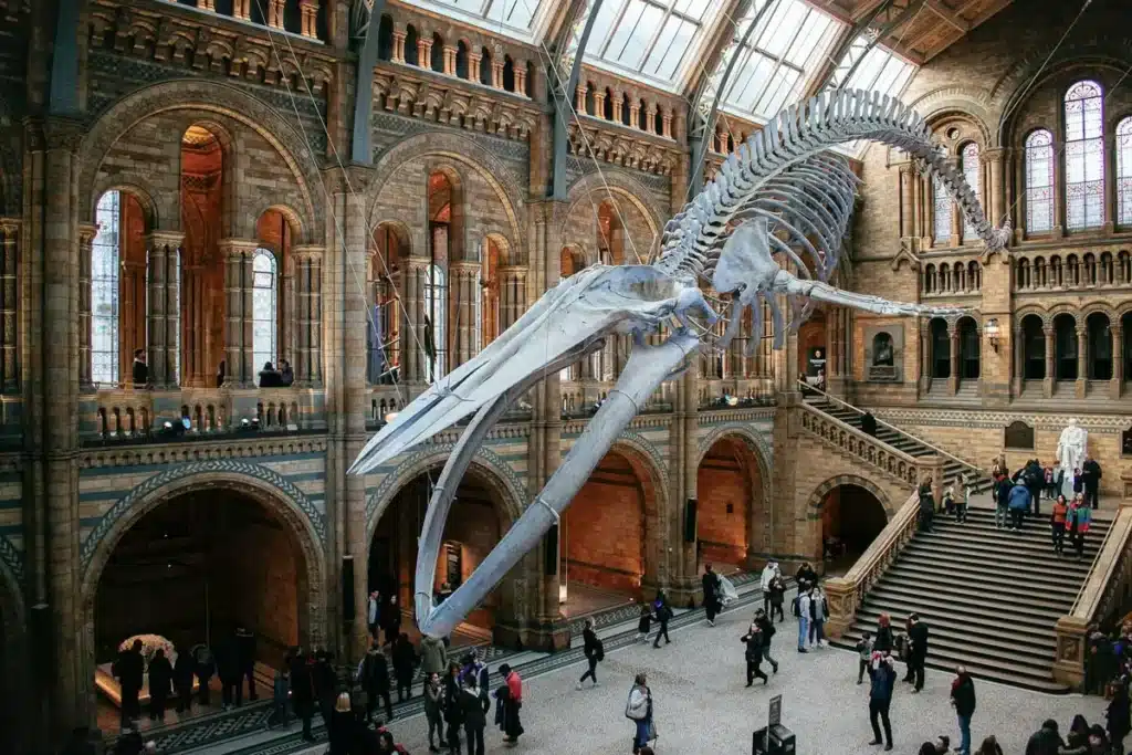 Esqueleto de dinossauro no Natural History Museum, que tem entrada gratuita