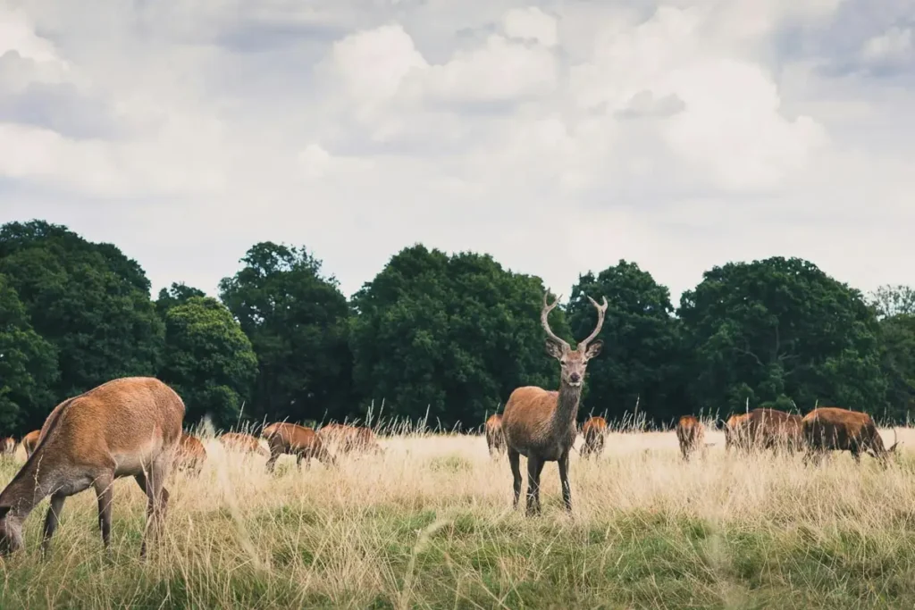 Cervos no Richardmond Park, em Londres