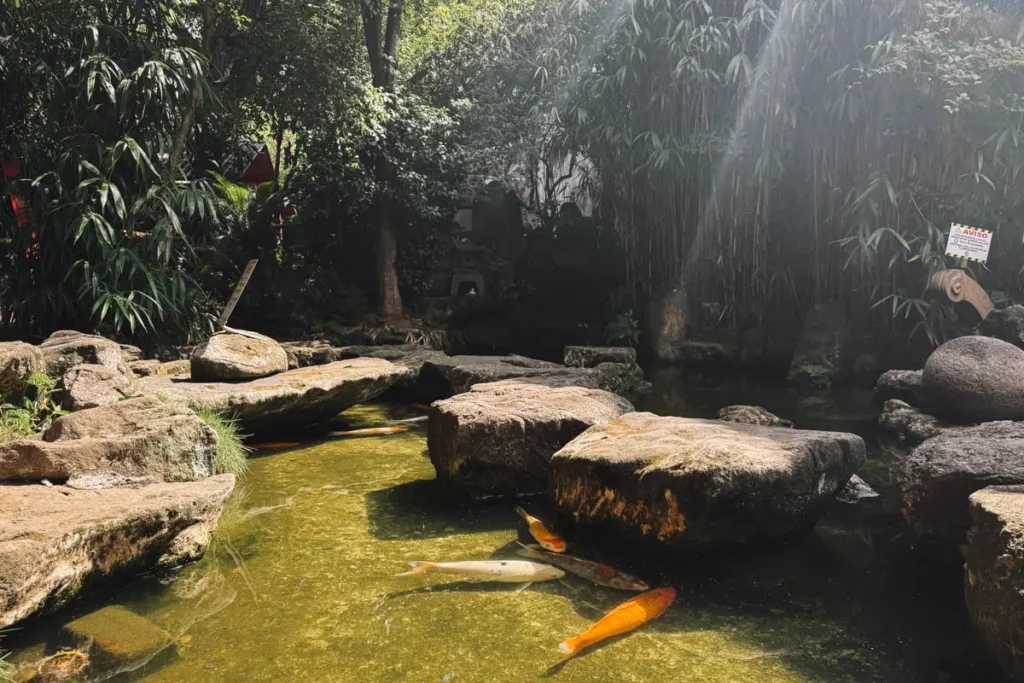Carpas no lago do Jardim Oriental Liberdade, São Paulo