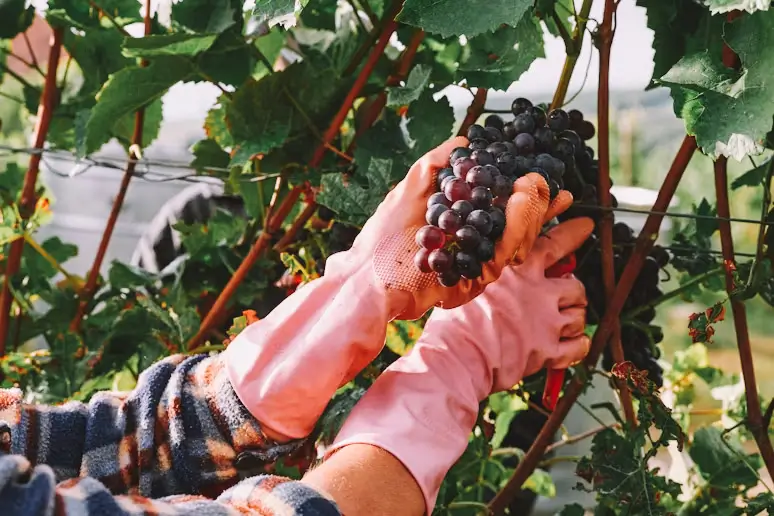 Colheita de uva durante um tour de vinho em Punta del Este