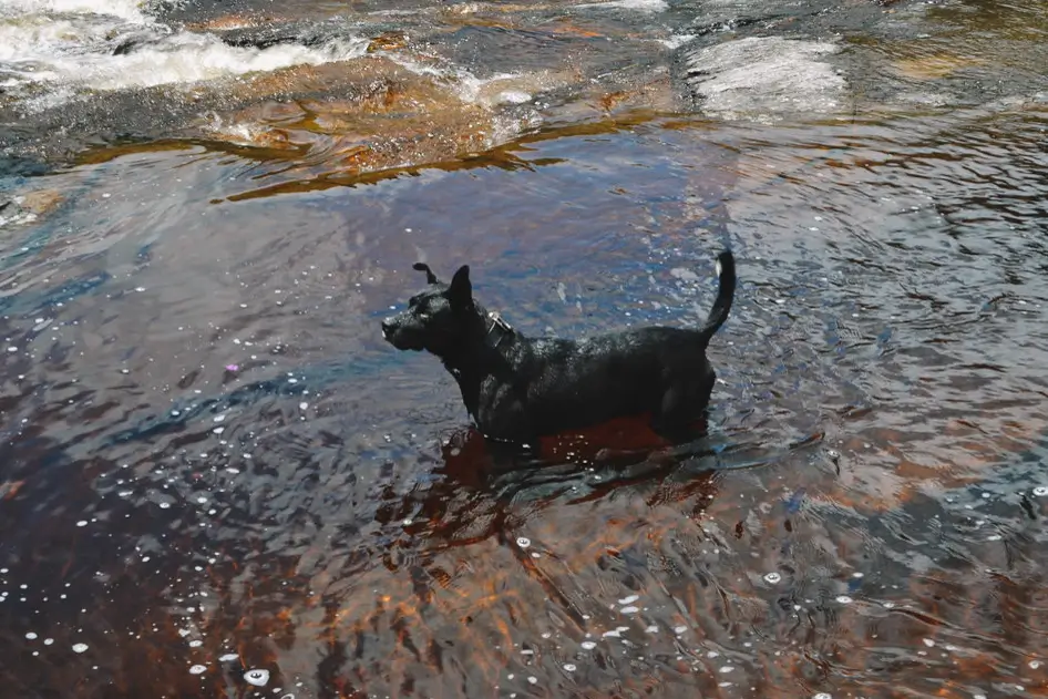 Cachorro se banhando nas águas da Cachoeira do Tabuleiro, em Minas Gerais